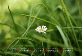 2020年7月护眼绿植高清桌面日历壁纸
