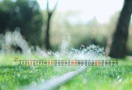 2020年7月花草植物清新桌面日历壁纸