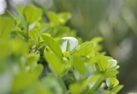 绿色小清新植物护眼高清桌面壁纸