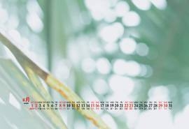 2020年8月清新雏菊绿色桌面日历壁纸
