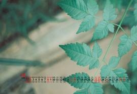 2020年8月绿色护眼植物桌面日历壁纸