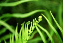 清新护眼绿色植物图片桌面壁纸