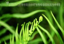 2020年8月绿色植物图片日历壁纸