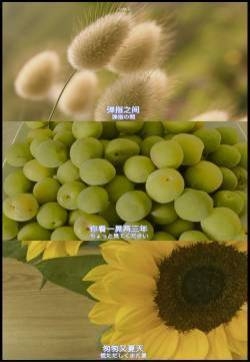 野餐水果清新手机壁纸