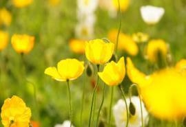 小清新淡雅花卉图片桌面壁纸