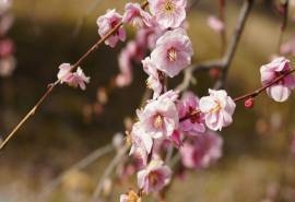 清新淡雅梅花图片桌面壁纸