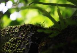 绿色植物高清护眼桌面壁纸