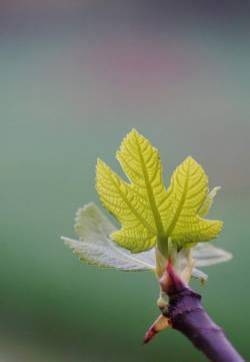 清新护眼绿色植物图片手机壁纸