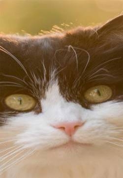 软萌小猫咪可爱高清手机壁纸