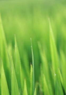 绿色护眼植物手机壁纸