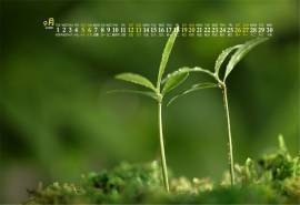 2020年9月护眼绿色植物高清桌面日历壁纸
