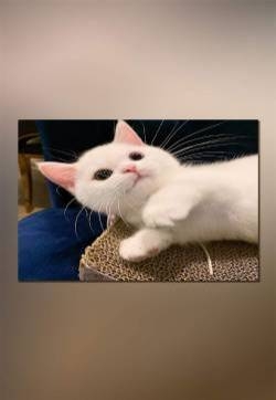 软萌可爱小猫咪高清手机壁纸