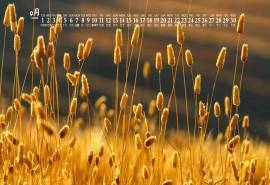 2020年9月小清新绿色植物日历壁纸