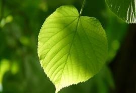 超清护眼绿叶图片桌面壁纸