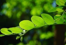 清新护眼的槐树绿叶图片桌面壁纸