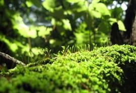 绿色护眼植物微距摄影桌面壁纸