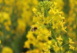 油菜花唯美风景图片桌面壁纸