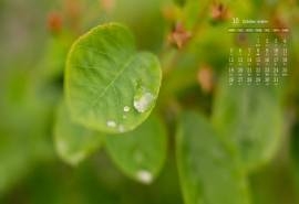 2020年10月清新护眼绿叶图片日历壁纸