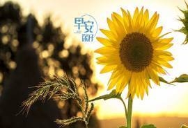 早安唯美自然风景图片桌面壁纸
