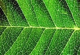 小清新绿色植物护眼高清桌面壁纸