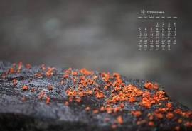 2020年10月唯美桂花图片日历壁纸