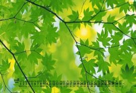 2020年10年绿色植物清新养眼绿叶日历壁纸