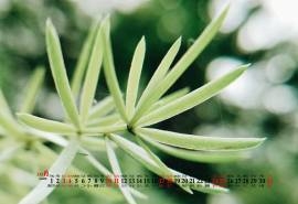 2020年10月护眼绿色叶子高清桌面日历壁纸