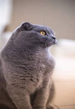 可爱小猫咪高清手机壁纸