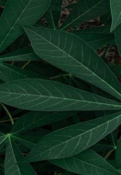 绿色小清新护眼高清手机壁纸