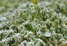 二十四节气霜降唯美雪景桌面壁纸