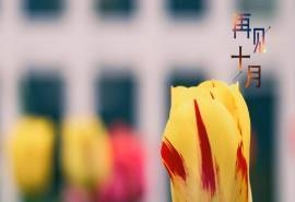 十月再见唯美郁金香图片桌面壁纸