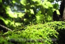 2020年11月养眼绿色植物日历壁纸