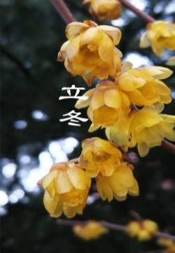 节气立冬手机壁纸图片