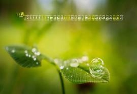 2020年11月红色花朵绿植护眼桌面日历壁纸