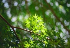 绿色护眼枫叶图片桌面壁纸