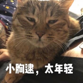 表情包图片 _ 第(8)张