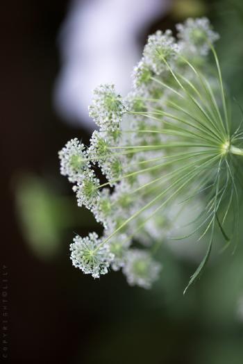 绿色植物第5张