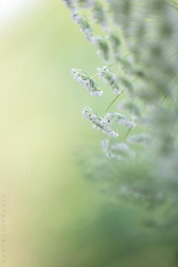 绿色植物第6张