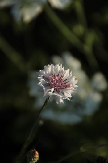 花卉图片 _ 第(1)张