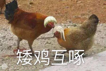 熊猫图片 _ 第(7)张