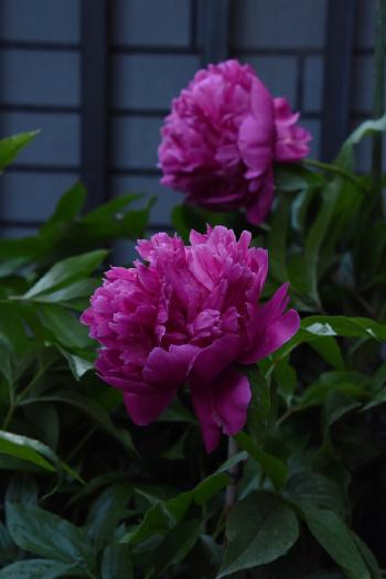 花卉图片 _ 第(1)张