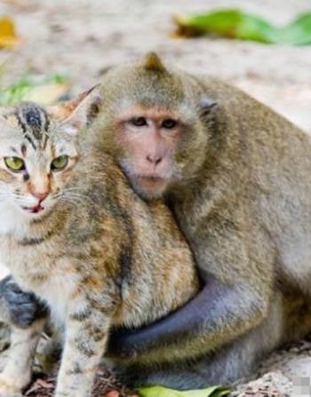 猫和猴子温馨图片第0张