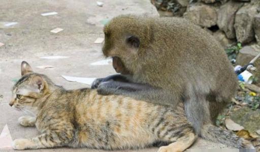 猫和猴子温馨图片第3张