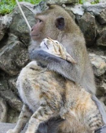 猫和猴子温馨图片第5张
