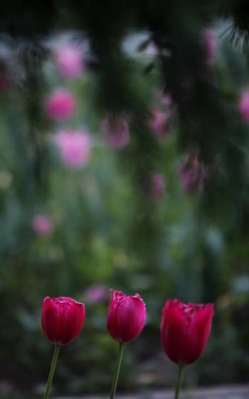 图片 _ 第(5)张