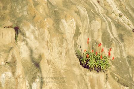 旧金山海边的浪漫情人节第6张