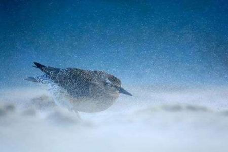 动物壁纸图片 _ 第(4)张