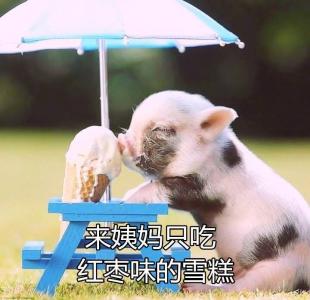 猪图片图片 _ 第(5)张