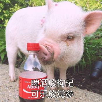 猪图片图片 _ 第(7)张