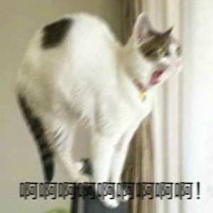 表情包图片 _ 第(5)张